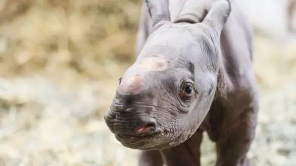 Miracle Critically Endangered Black Rhino Born On Christmas Eve