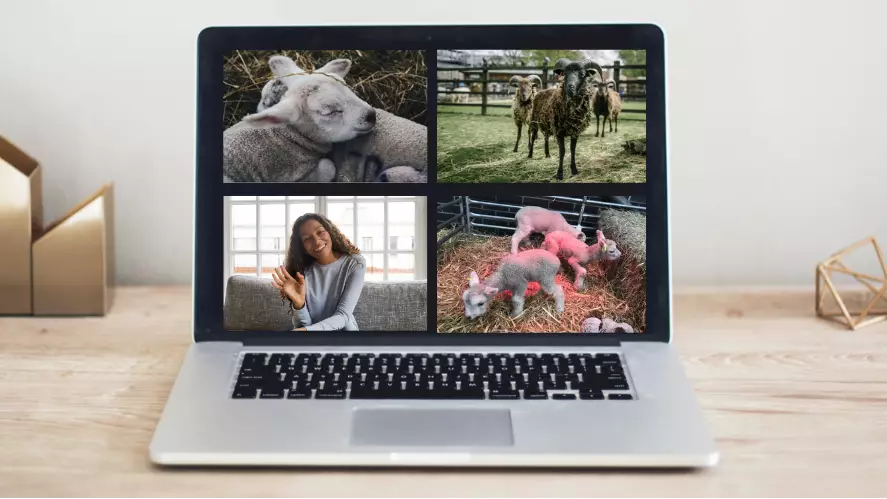 You Can Now Have Virtual Meet And Greets With Farm Animals