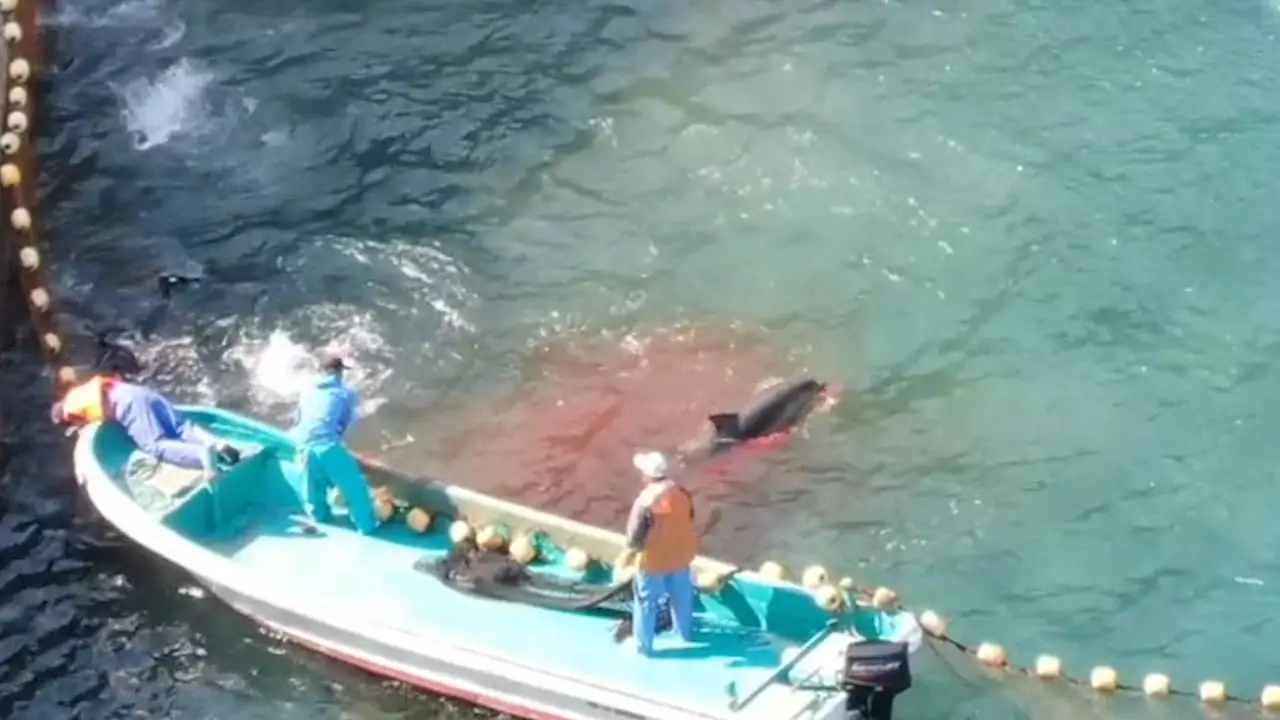 Sea Turns Red With Blood As Dolphins Are Butchered In Japan