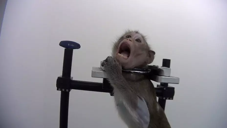 Undercover Footage Allegedly Shows Monkeys Screaming In German Lab.