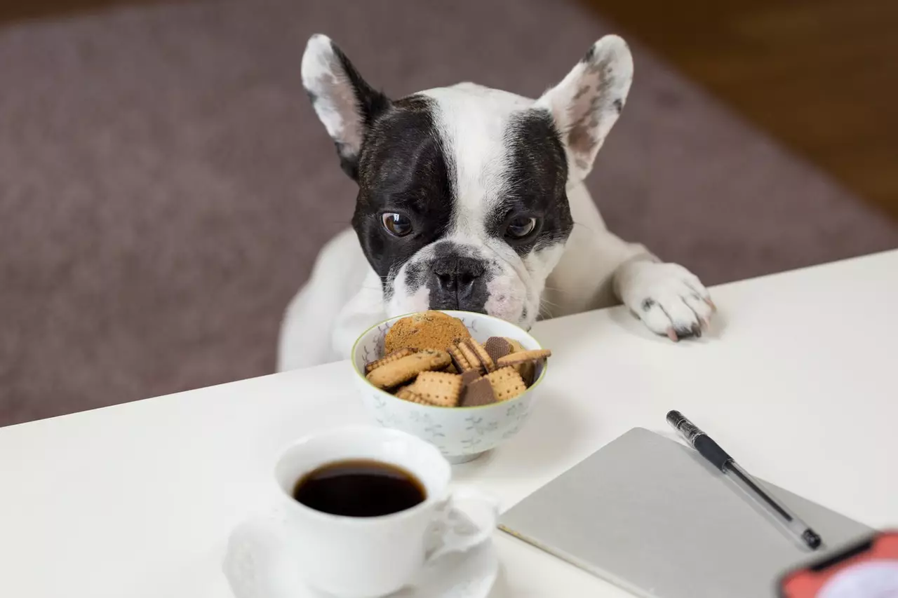 Owners will need to observe what effect the raw dog food has on their pets (