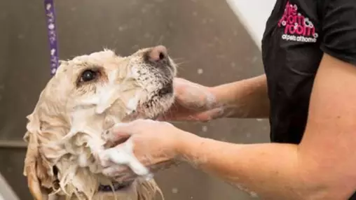 ​Pets At Home Has Launched Spa Packages For Dogs