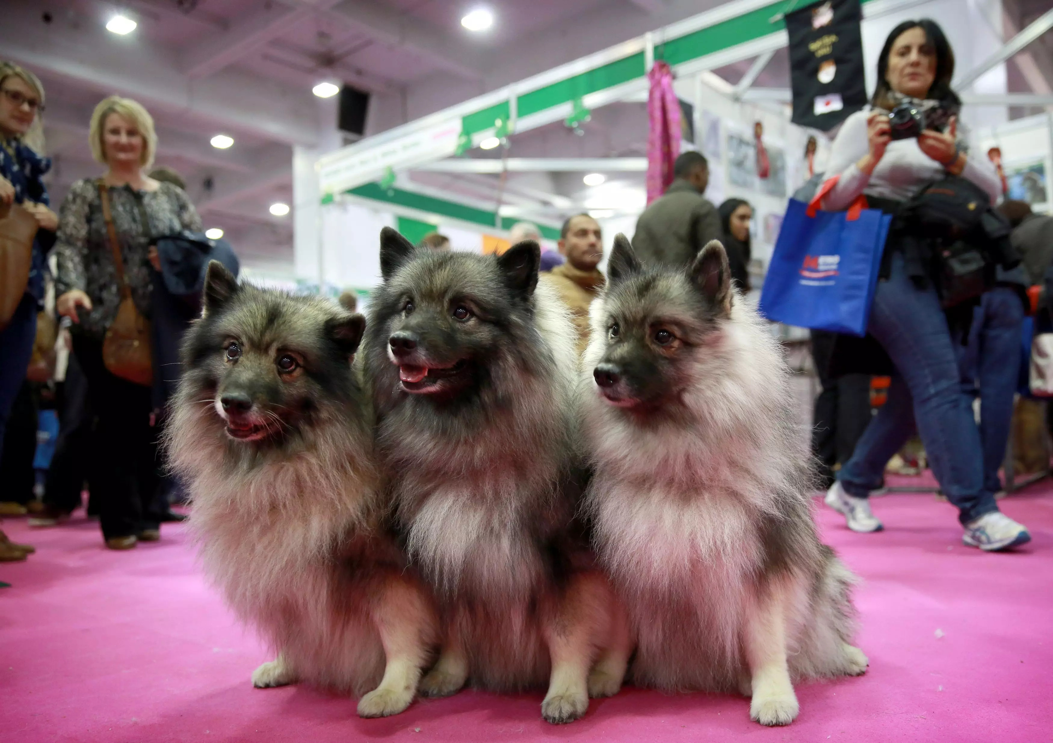 One of the dogs was a Keeshond which, as you can see, are not designed for the heat.