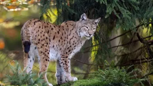 Public Warned To 'Remain Vigilant' Following Big Wild Cat's Zoo Escape