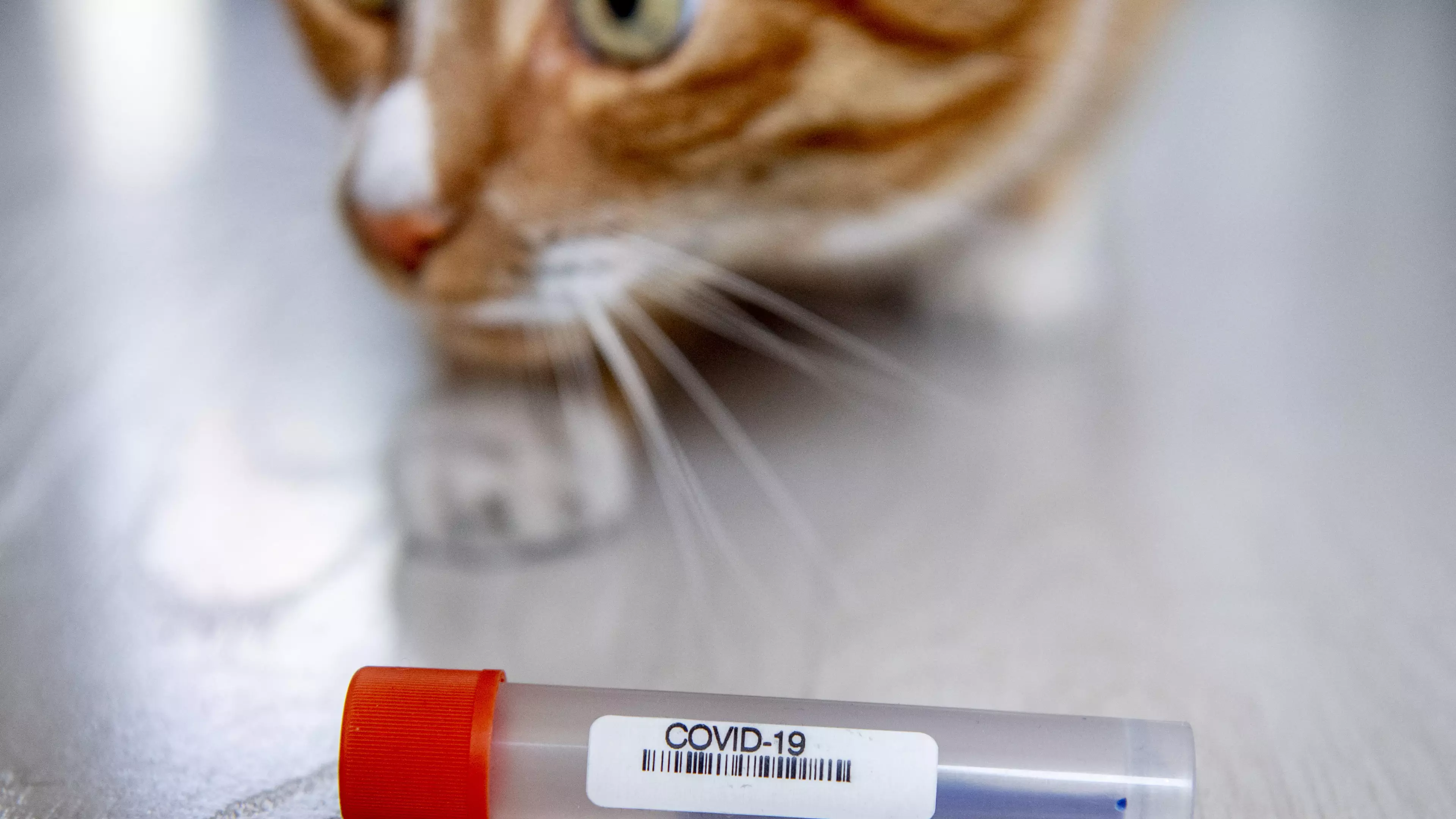 First Animal Infected With Coronavirus In The UK Is A Pet Cat