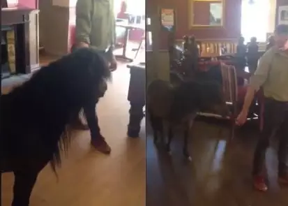 Shetland Pony Makes Ass Out Of Himself After Breaking Into Pub And Getting Pissed