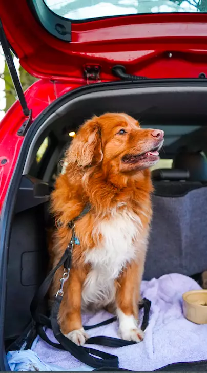 Dogs need to be kept secure while travelling (