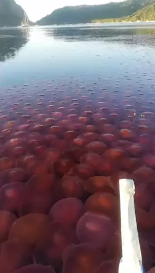 Thousands of jellyfish have been spotted near a beach in the Philippines.