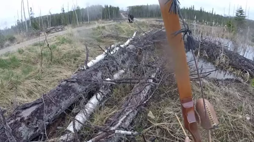 Bow And Arrow Hunter Crosses Paths With Bear And Instantly Regrets It