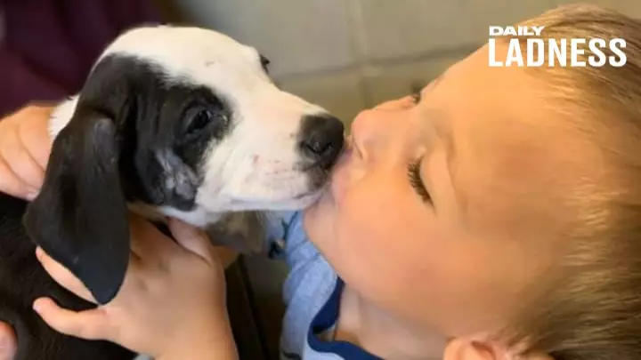 Boy With Cleft Palate Overjoyed After Adopting Puppy With Same Condition