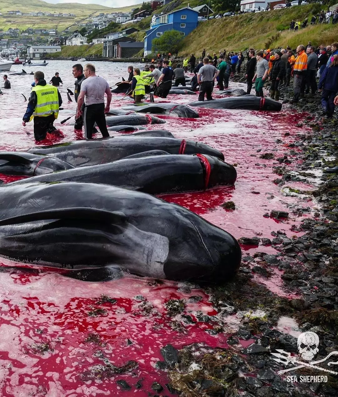 Sea Shepherd UK has campaigned for the killings to come to an end.