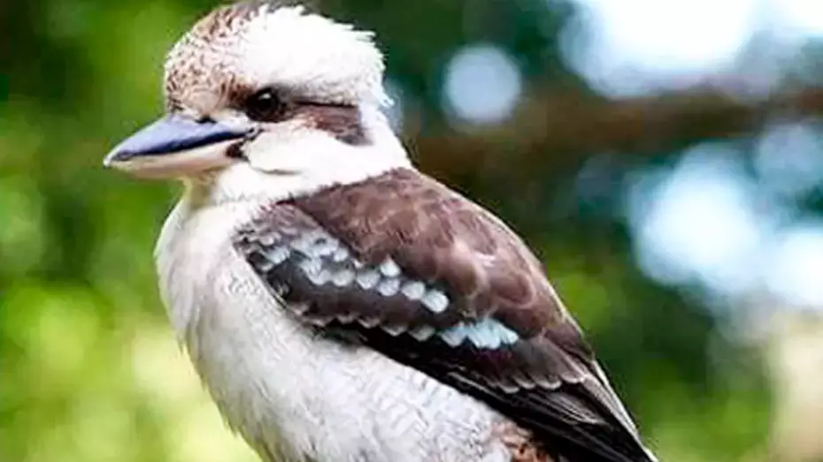 Perth Man Fined $2,500 For Ripping Kevin The Kookaburra's Head Off
