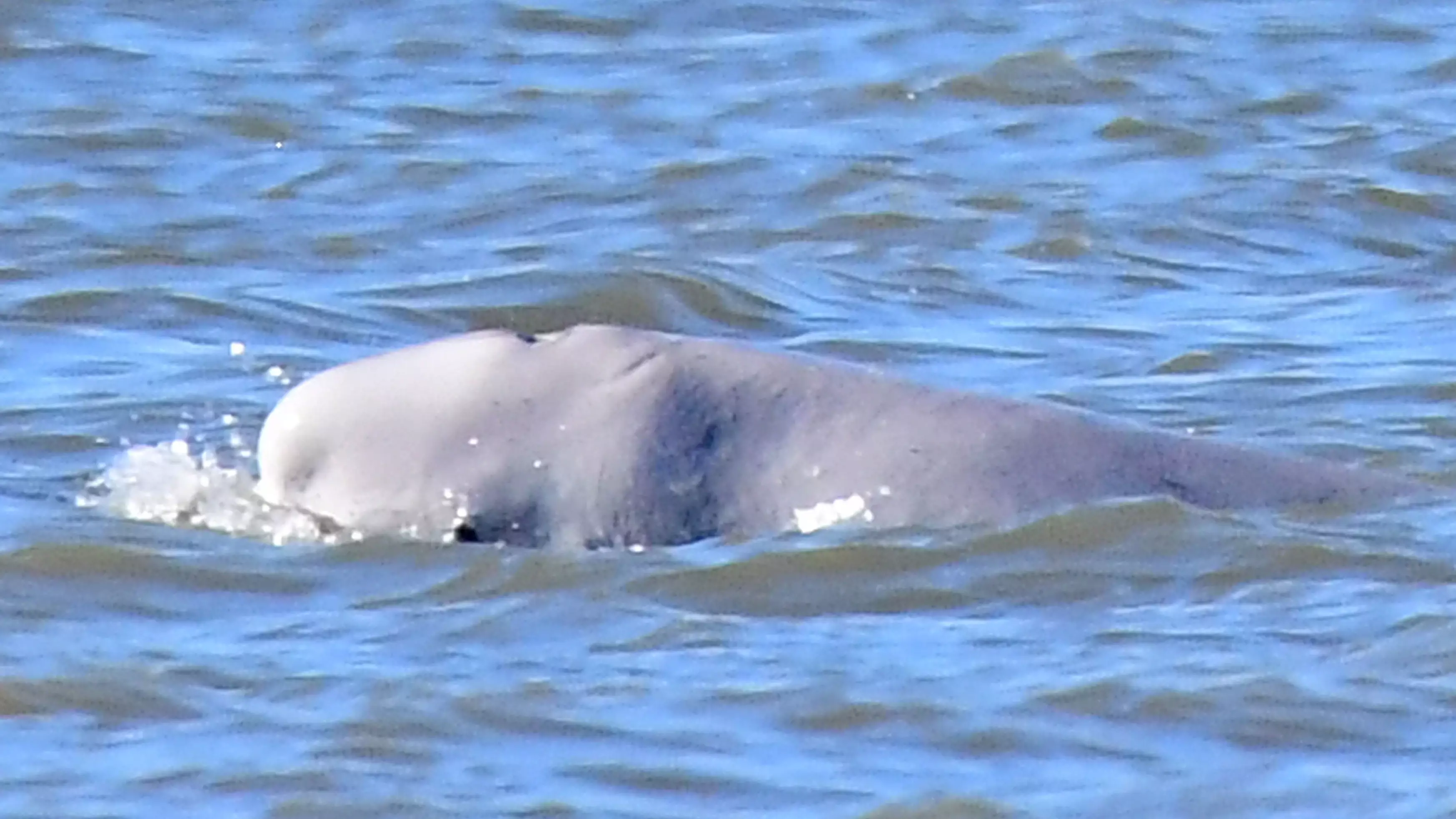 Thames River Firework Display Cancelled Because Of 'Benny' The Beluga Whale