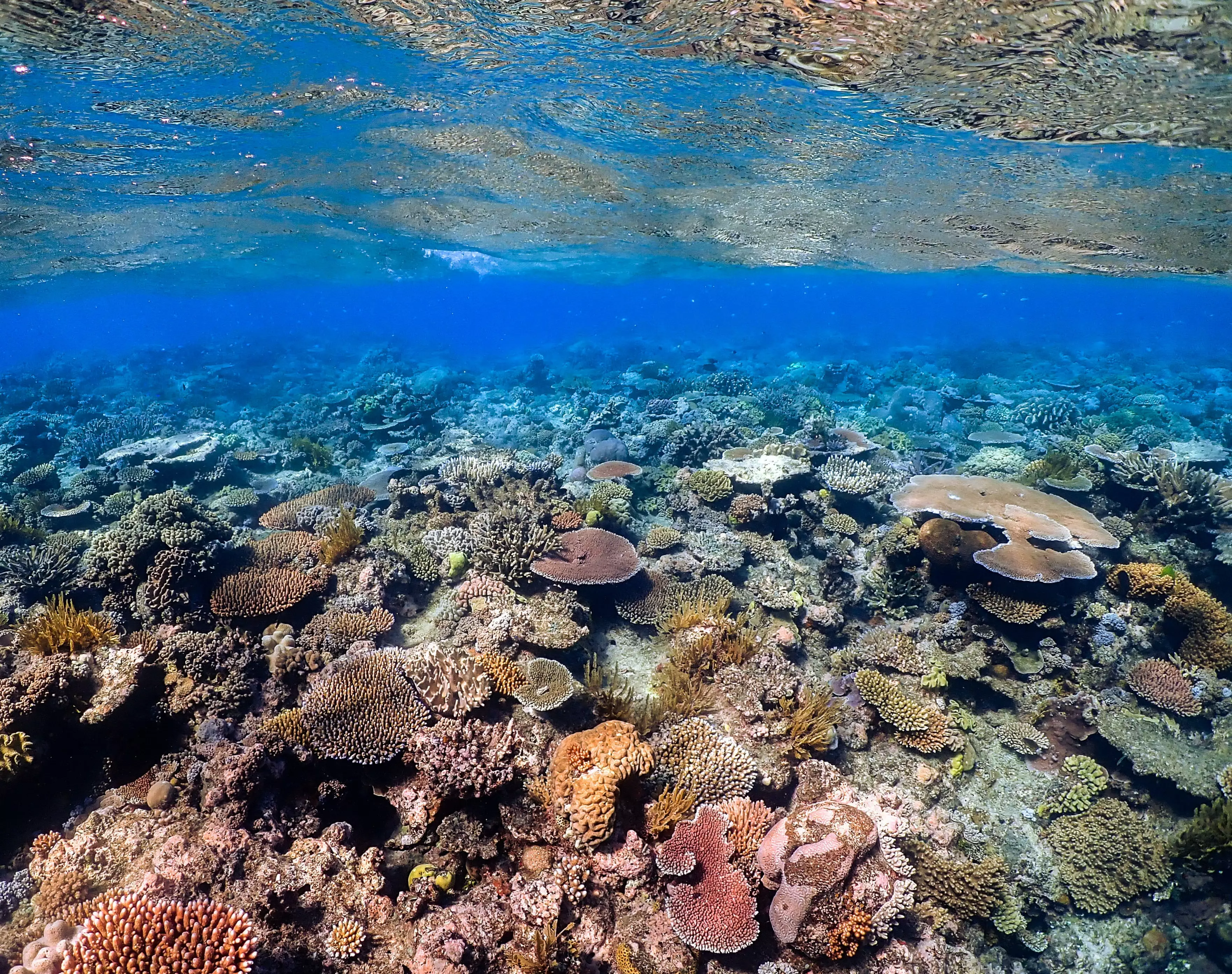 One third of the world's coral reefs were affected by bleaching in 2016 (