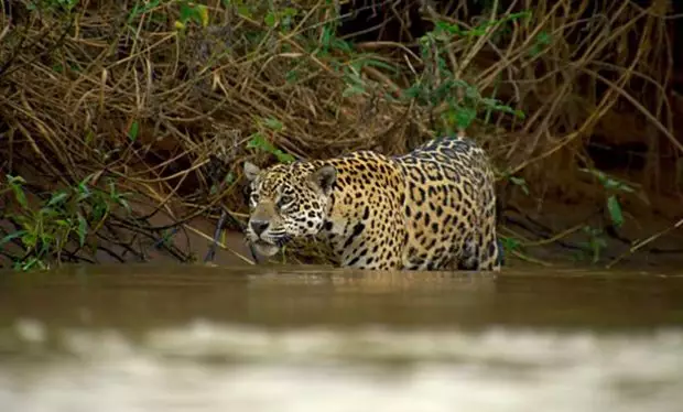 Everyone's Heart Stopped As A Jaguar Mauled A Caiman On Tonight's 'Planet Earth II'
