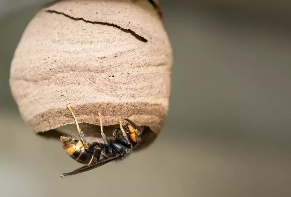 The Asian hornet could destroy the UK's bee population (