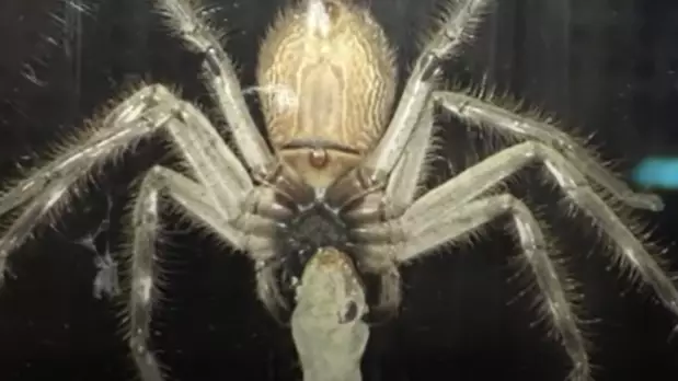 Huntsman Spider Devours Lizard As Family Eat Dinner