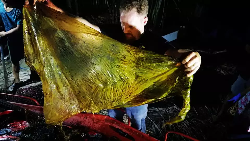 Shocking images show the amount of plastic the whale had swallowed.