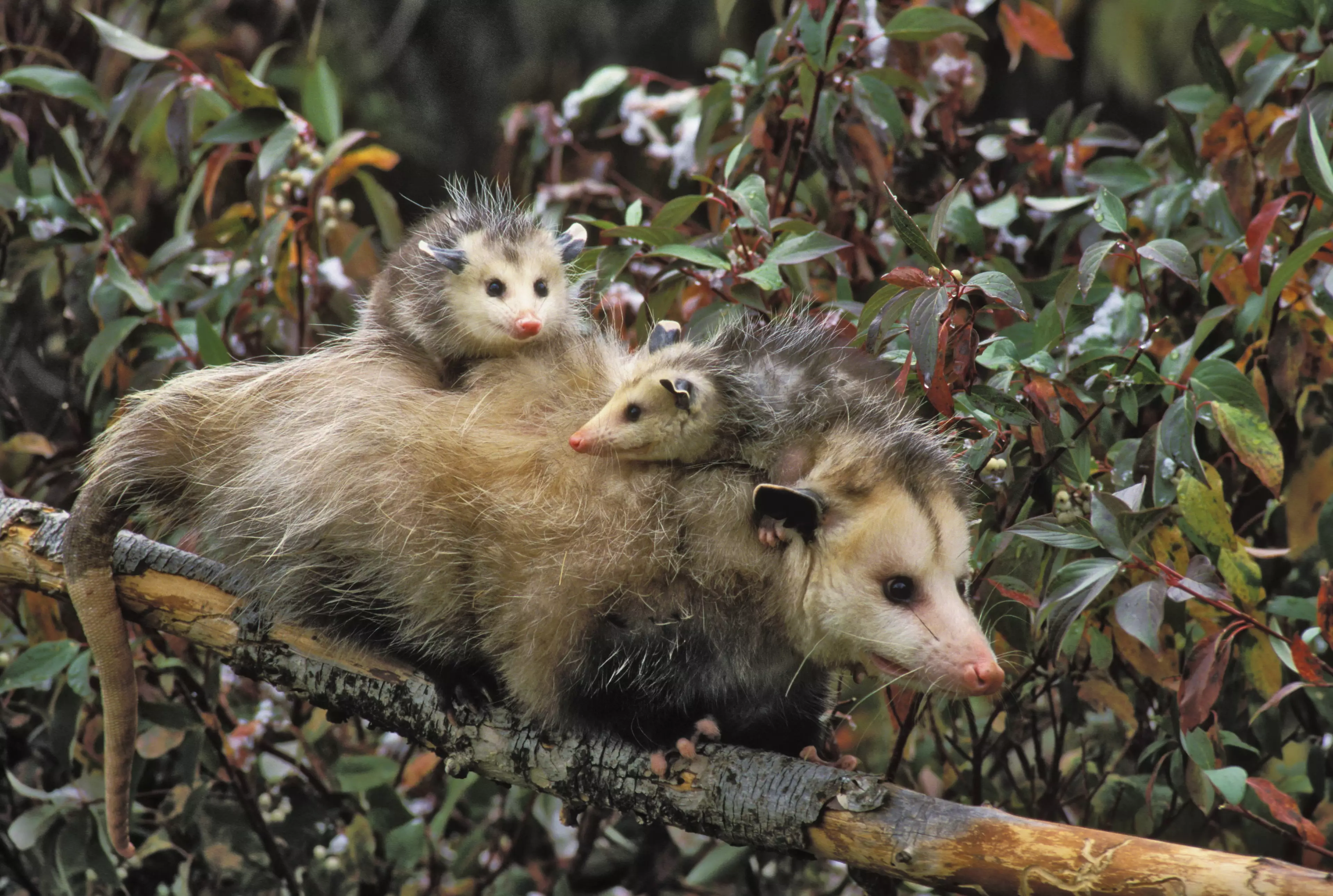 Opossums normally have thick fur to keep them warm.