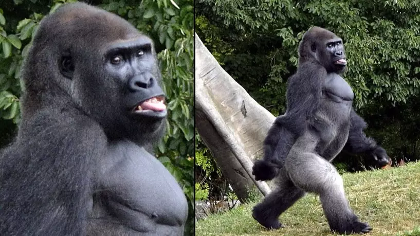 Gorilla Takes Opportunity To Pose For Cameras At Zoo