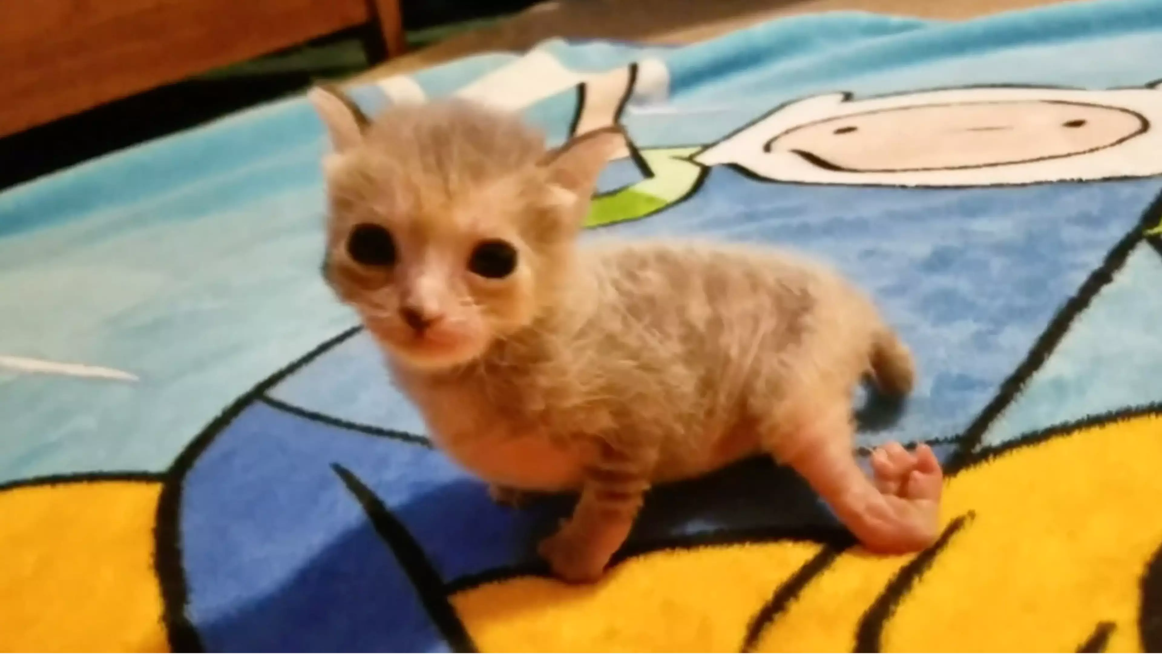 Couple Adopt Adorable Kitty With Mystery Condition