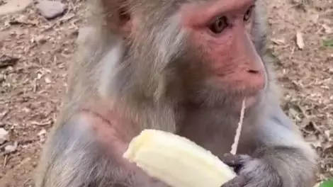 People Are Shocked As A Monkey Eats A Banana Like A Human