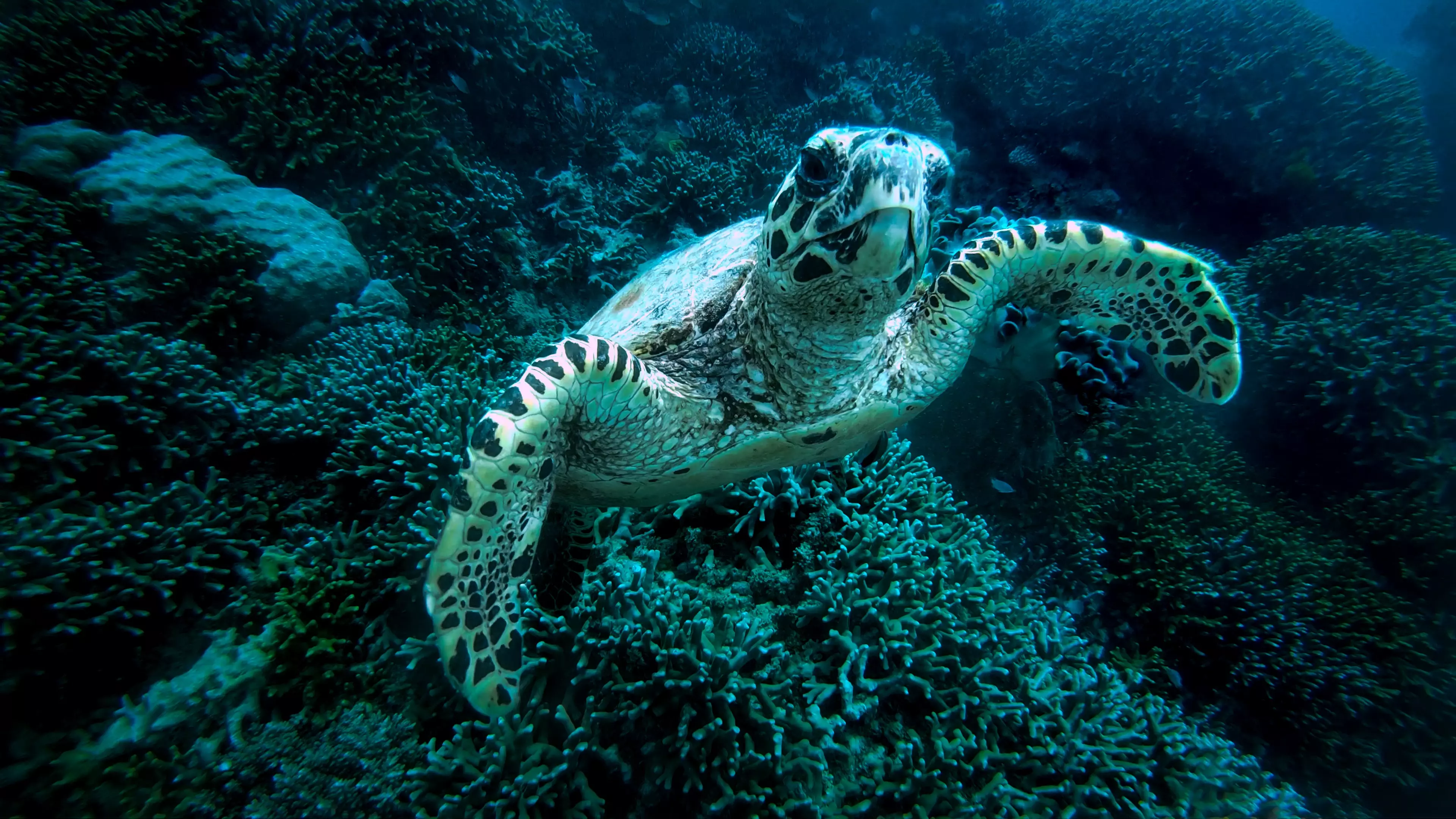 The green turtle is at risk of extinction (