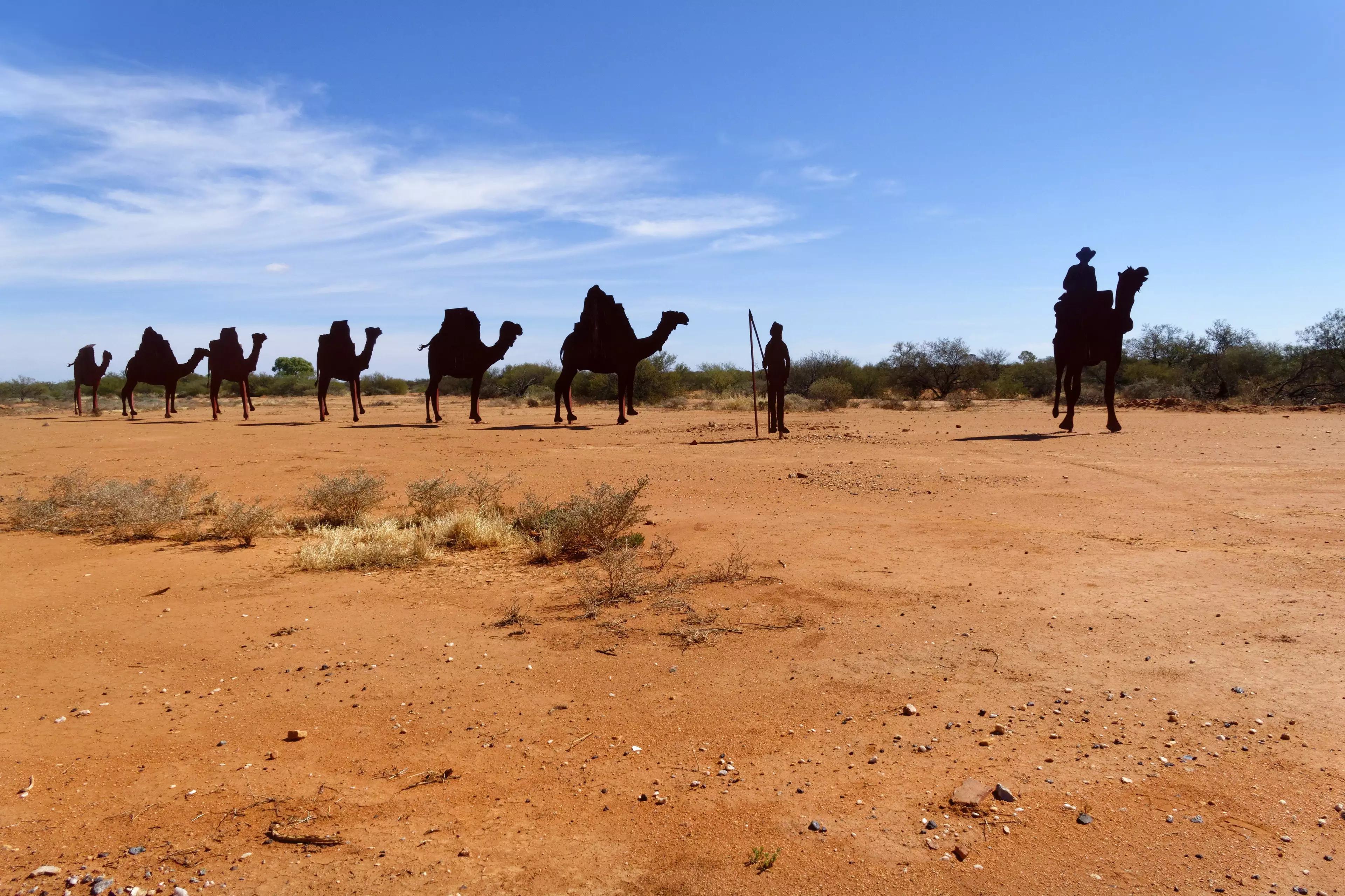Camels in Western Australia.