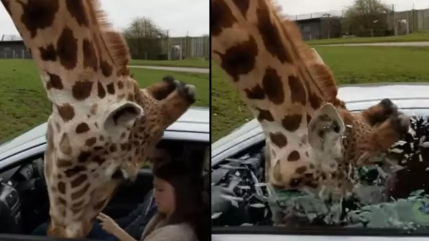 Window Shatters On Giraffe’s Head When Couple Panic As It Reaches Into Car 