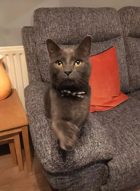 Winston the cat has allegedly been letting himself into another person's house and eating their cat's food.