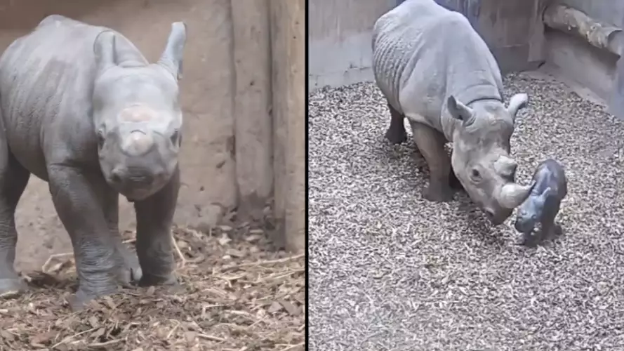 Critically Endangered Black Rhino Gives Birth To Calf At Chester Zoo