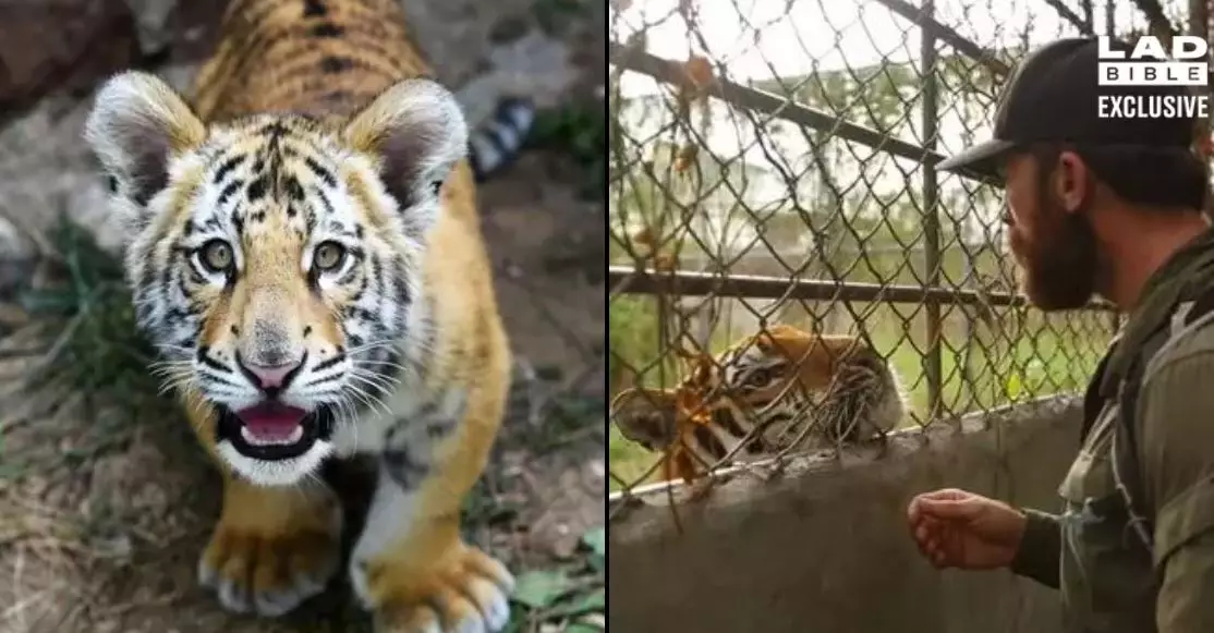 ​Aldo Kane Uncovers Illegal Tiger Farms Where Their Bones Are Being Sold For More Than Cocaine