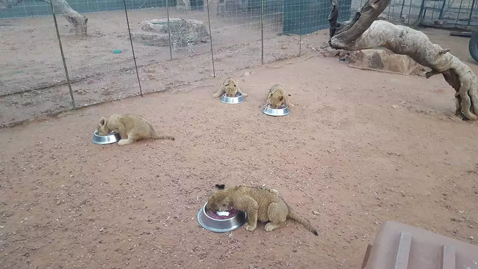 The cubs being fed on the farm.