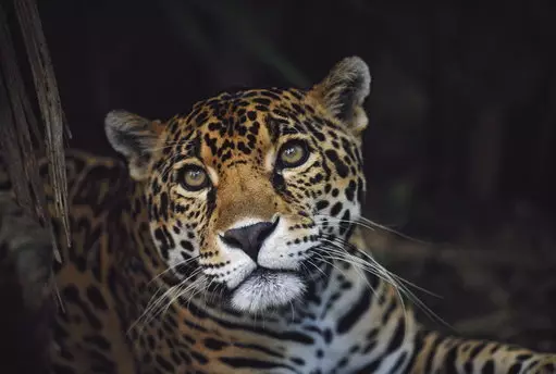 The jaguar is listed as 'Near Threatened'.