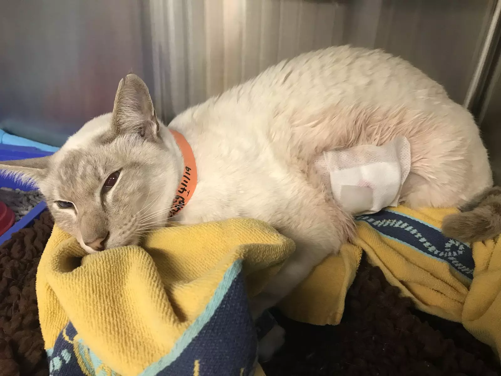 Siamese cat QT had get surgery to remove a pellet.