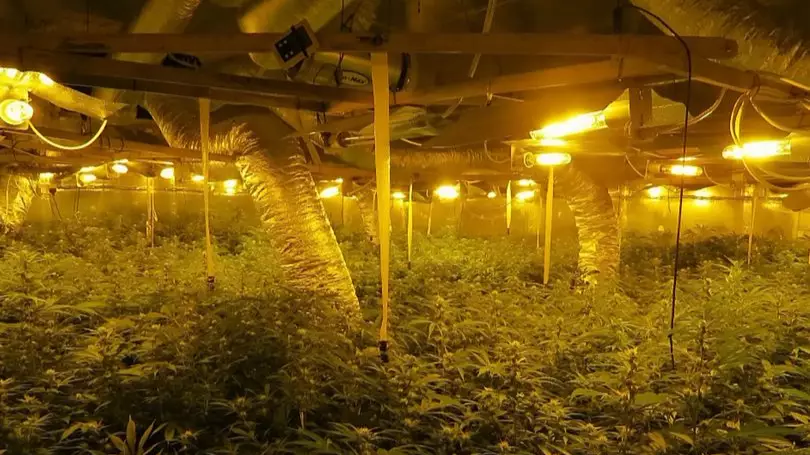 'Indiana Jones-like' Drugs Den Is Britain's Most Sophisticated Cannabis Farm