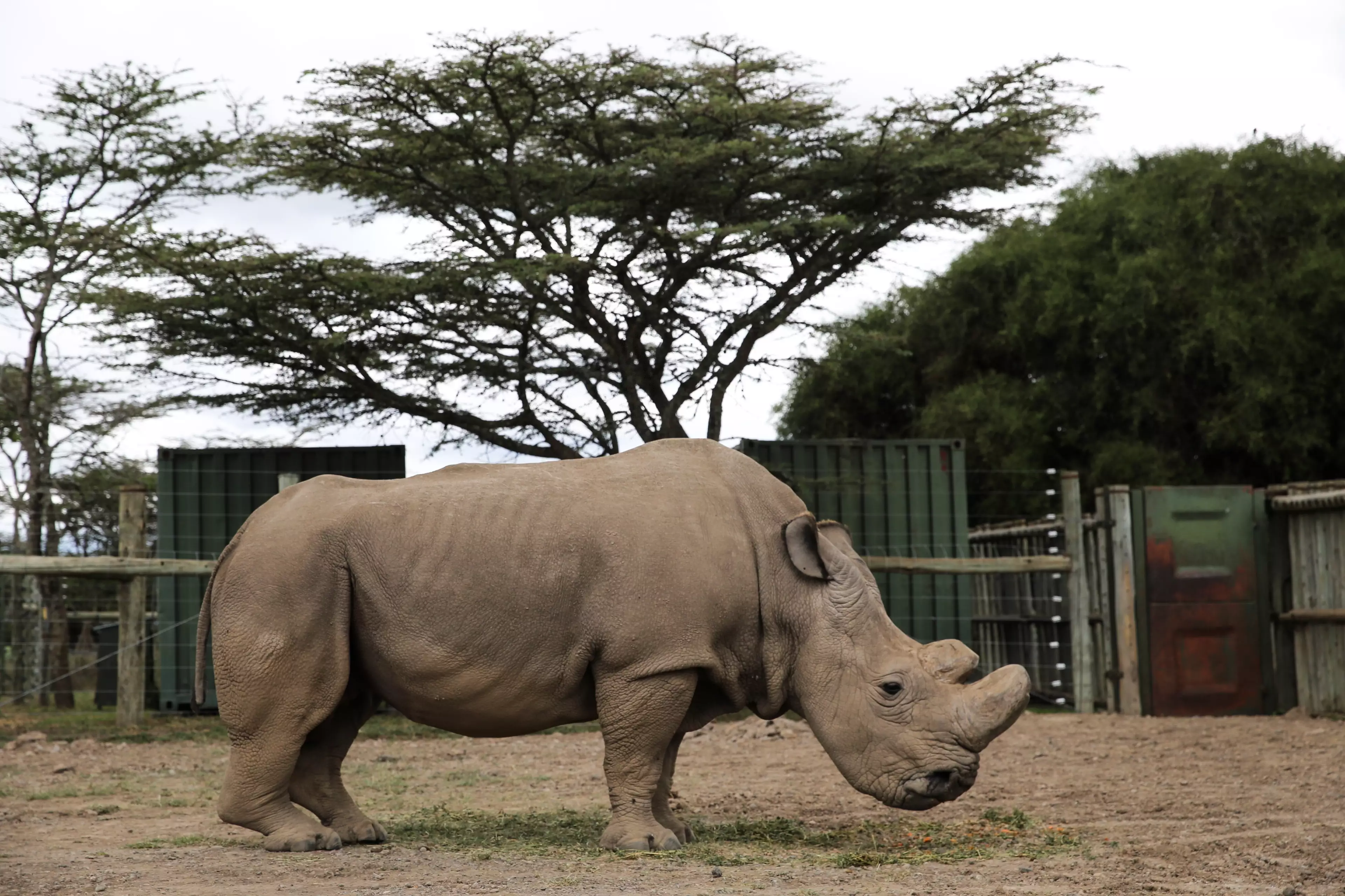 An image of Sudan taken in 2016, the world's last male northern white rhino.