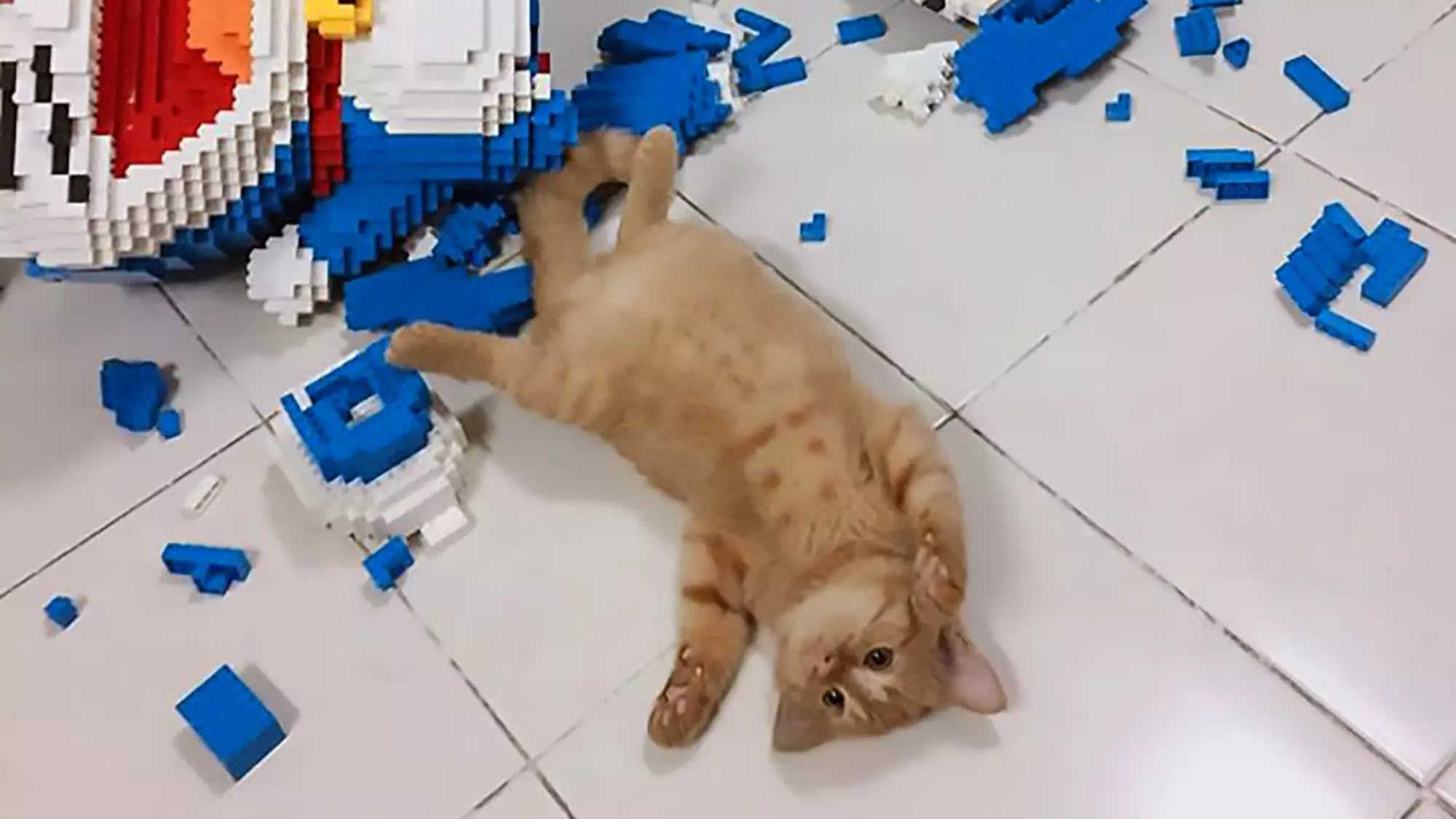 Cat Wrecks 2,432-Piece Model Owner Spent A Week Building