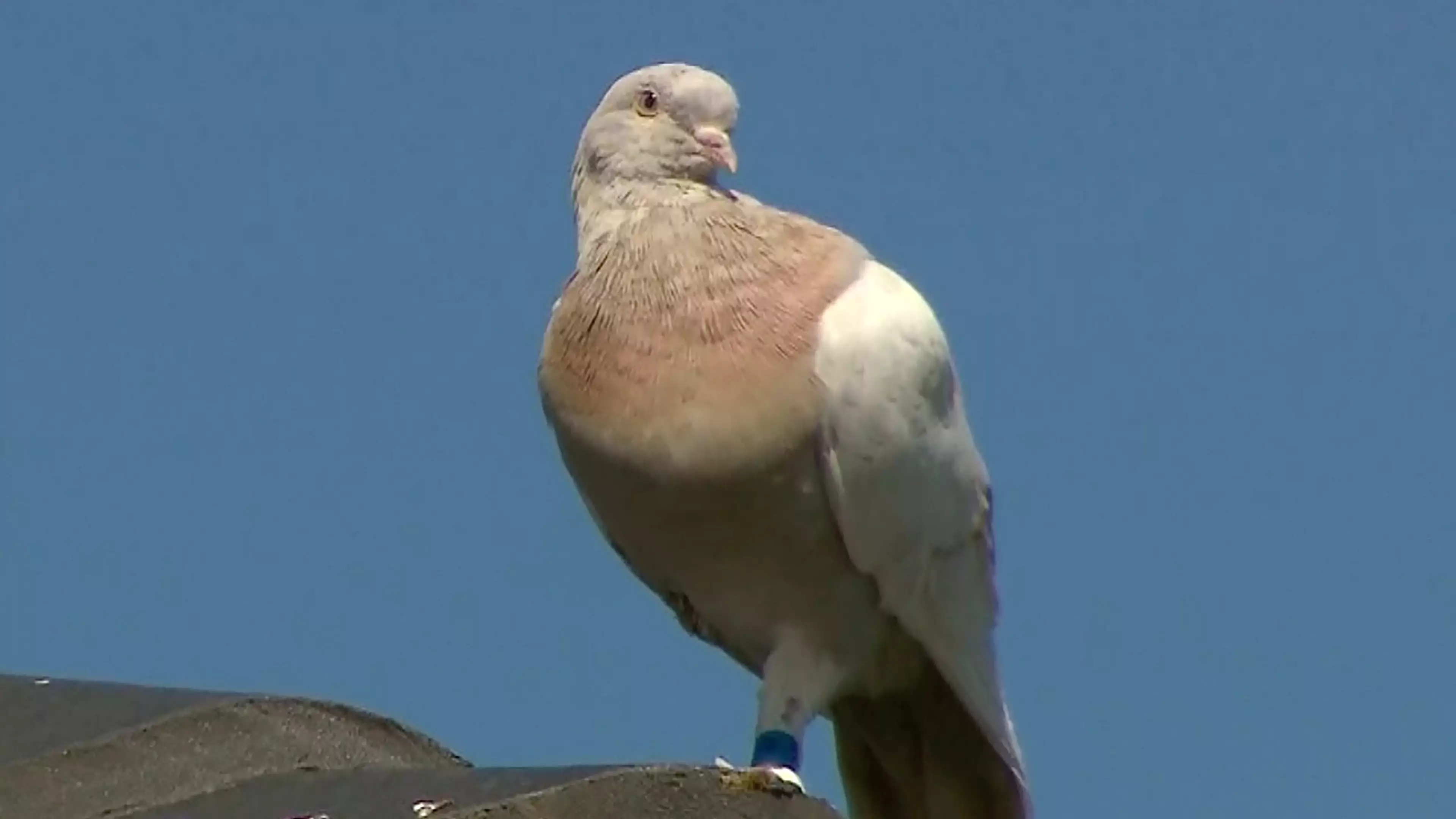 Petition Launched To Save Joe The Racing Pigeon That Flew 13,000kms From US To Australia