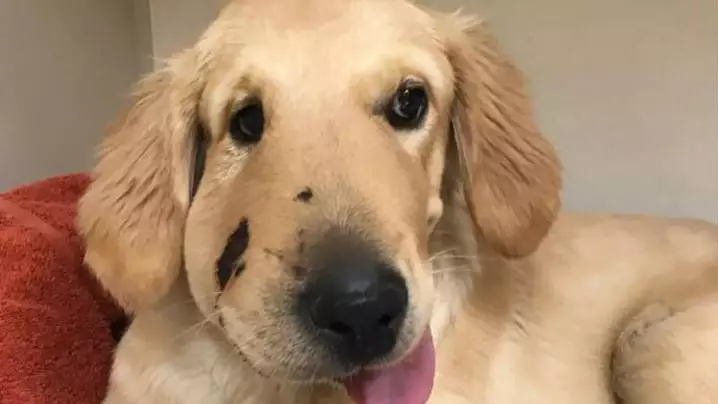 Meet Todd, The Dog That Saved His Owner From Being Bitten By A Rattlesnake
