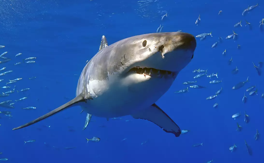 Stock image of a Great White Shark.