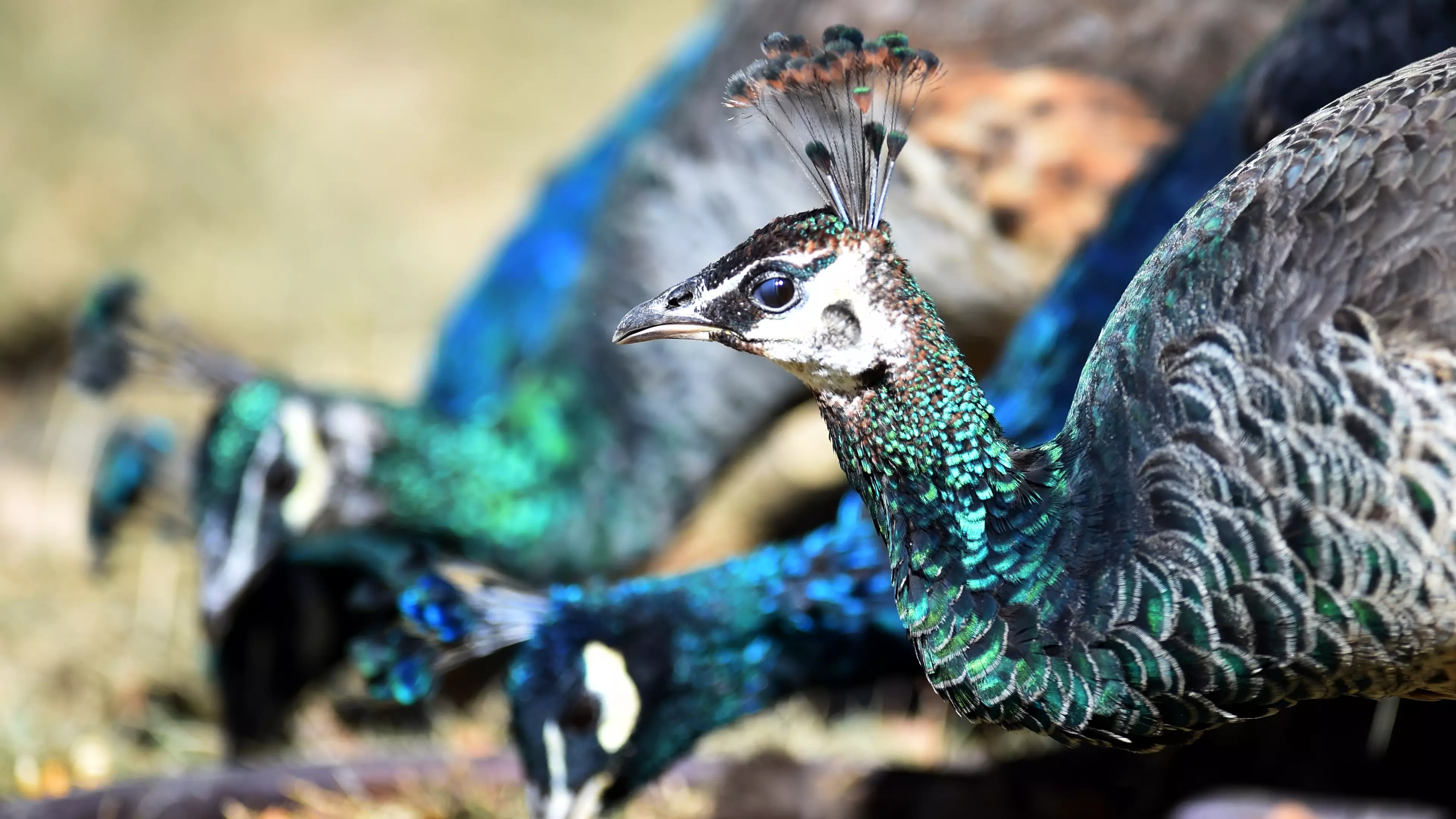 A Support Peacock Was Denied An Airline Seat And People Are Confused