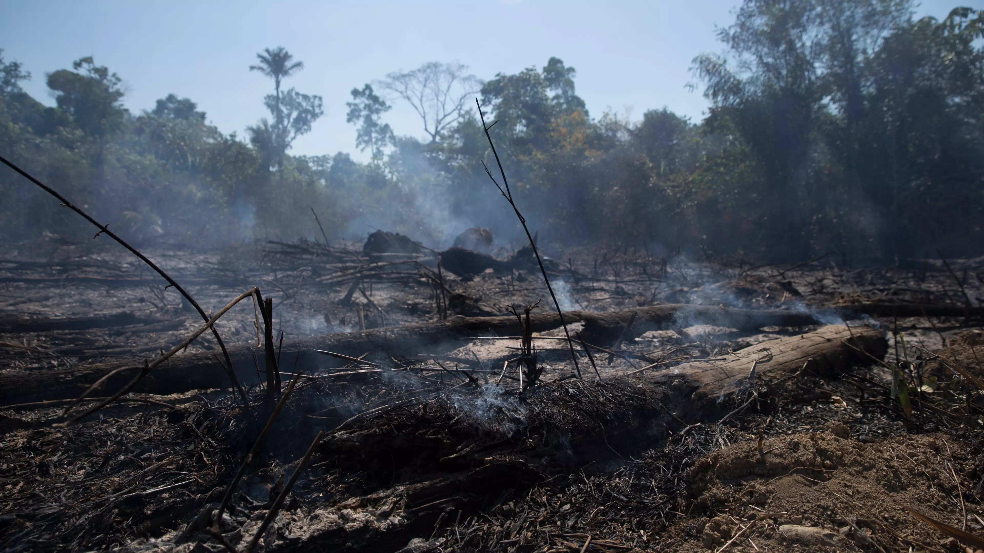Brazil's Amazon Rainforest Deforestation Hits 12-Year High Amid Climate Concerns