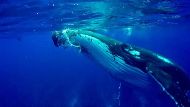 Amazing Footage Shows Whale Protect Diver From Shark