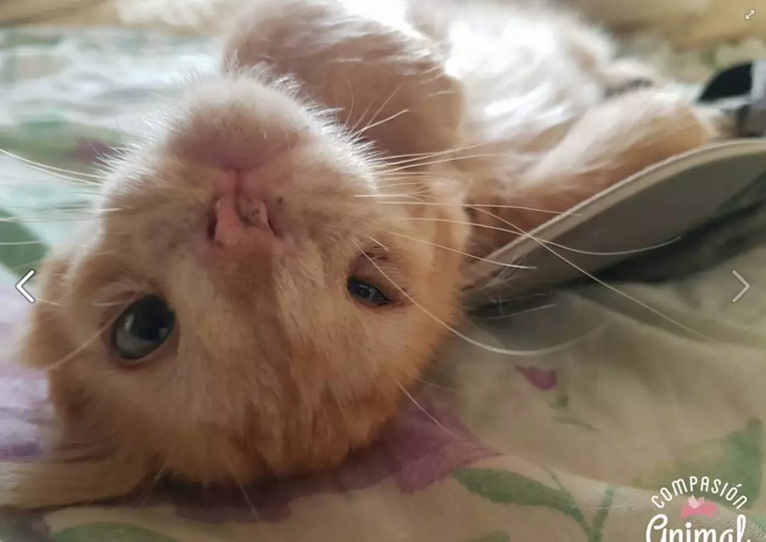 This Cat Is Apparently 'Too Ugly' To Get Adopted