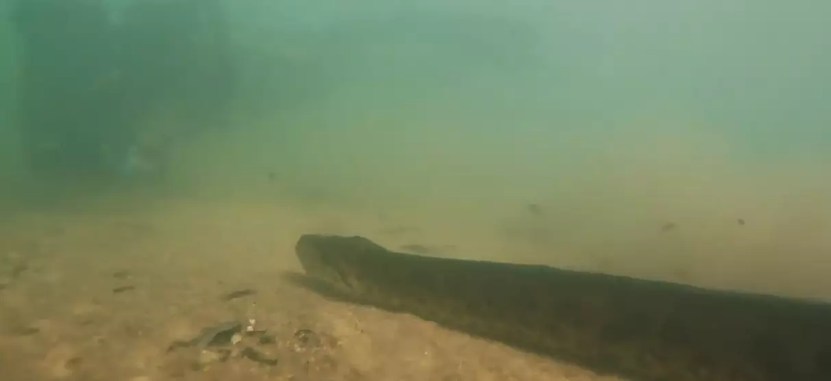 The huge snake was filmed in a river in Brazil.