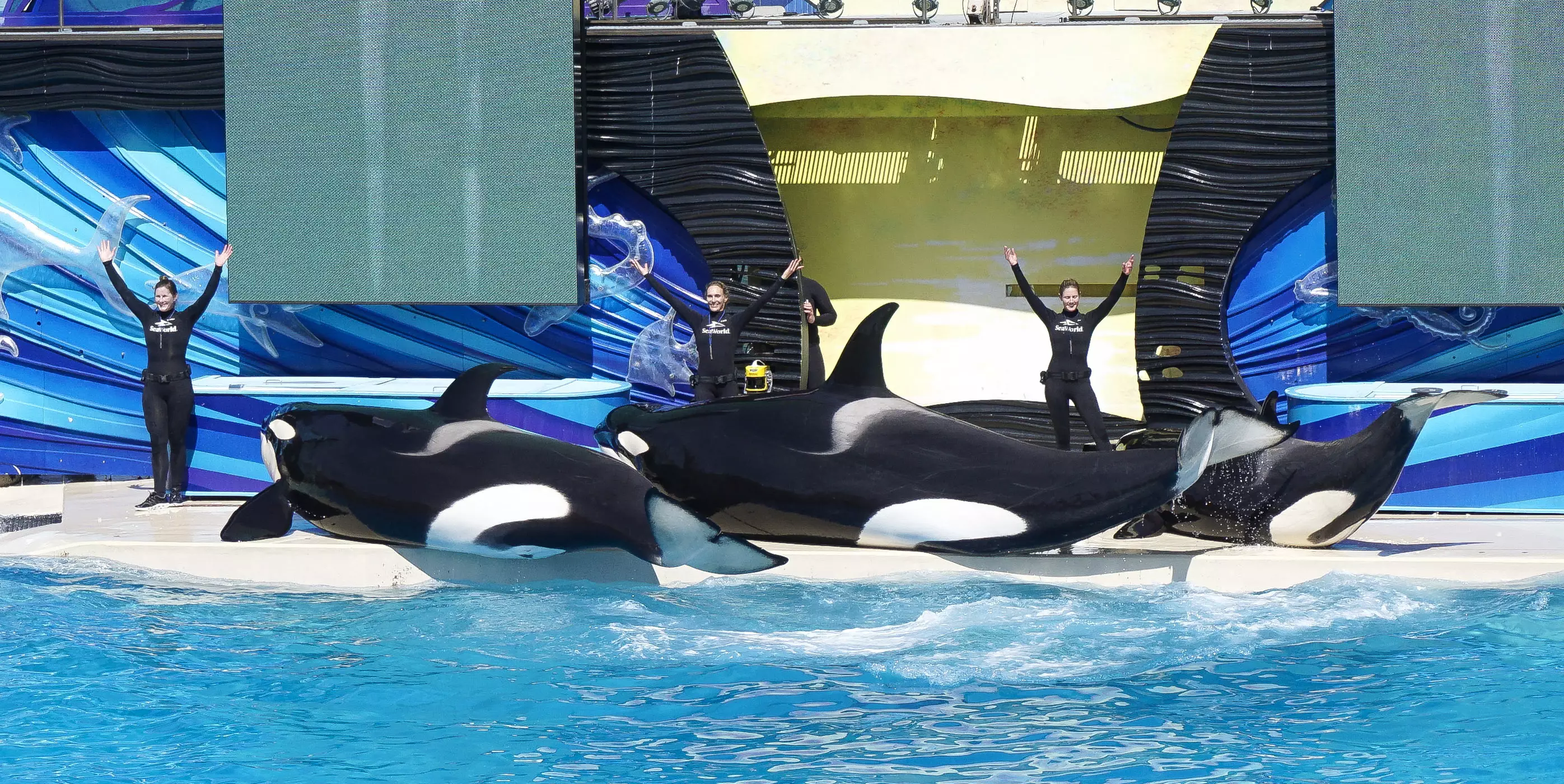 SeaWorld trainers with killer whales during the Shamu's One Ocean show at SeaWorld in 2016.