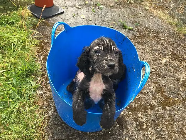Badger was found dumped in a bucket.