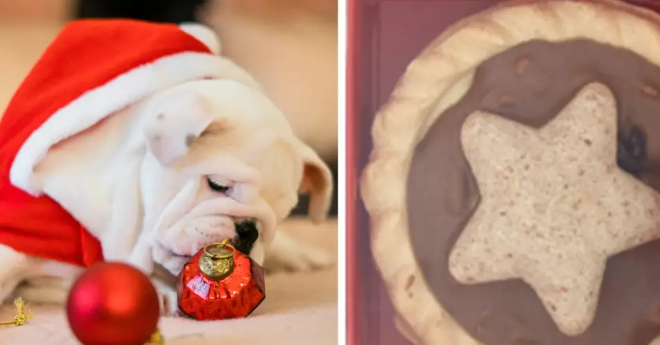 Sainsbury’s Launches Mince Pies For Dogs In Time For Christmas