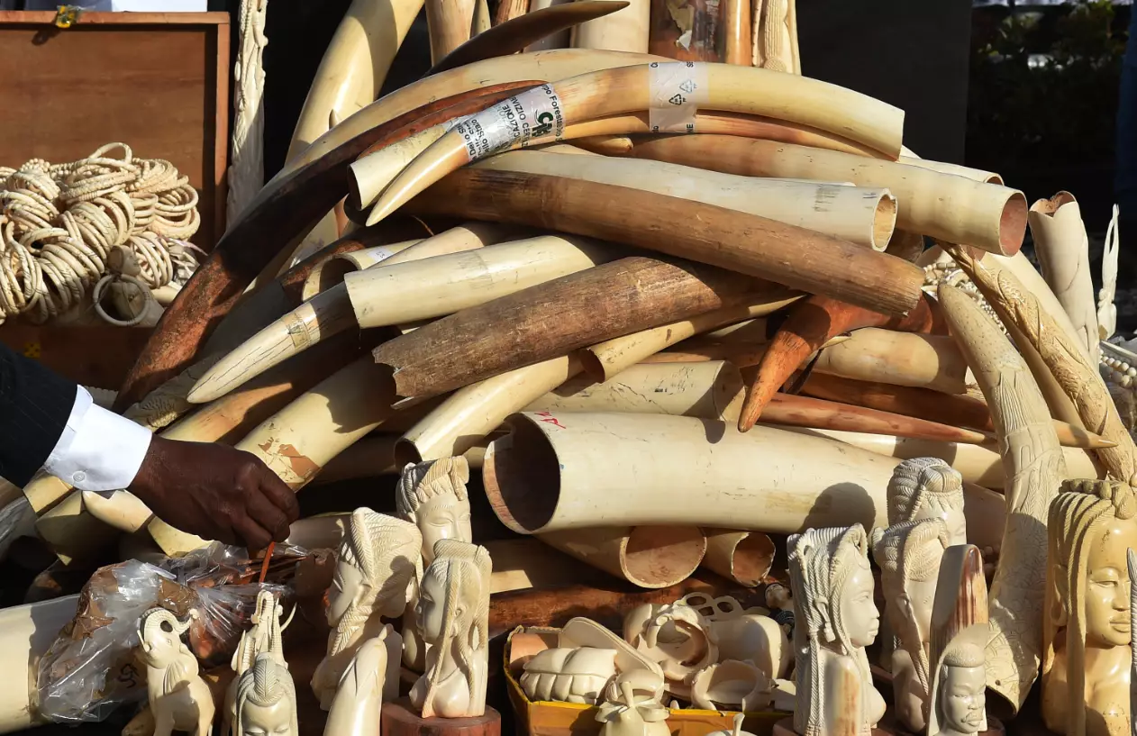 Hundreds of kilograms of seized ivory.